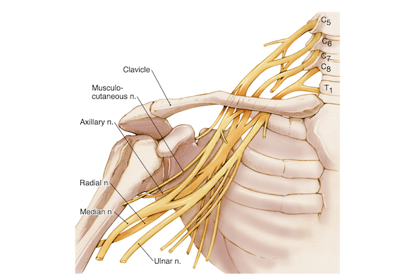 Shoulder Anatomy